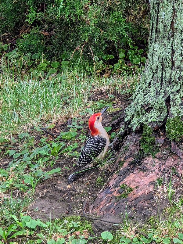 Male Red Bellied Woodpecker